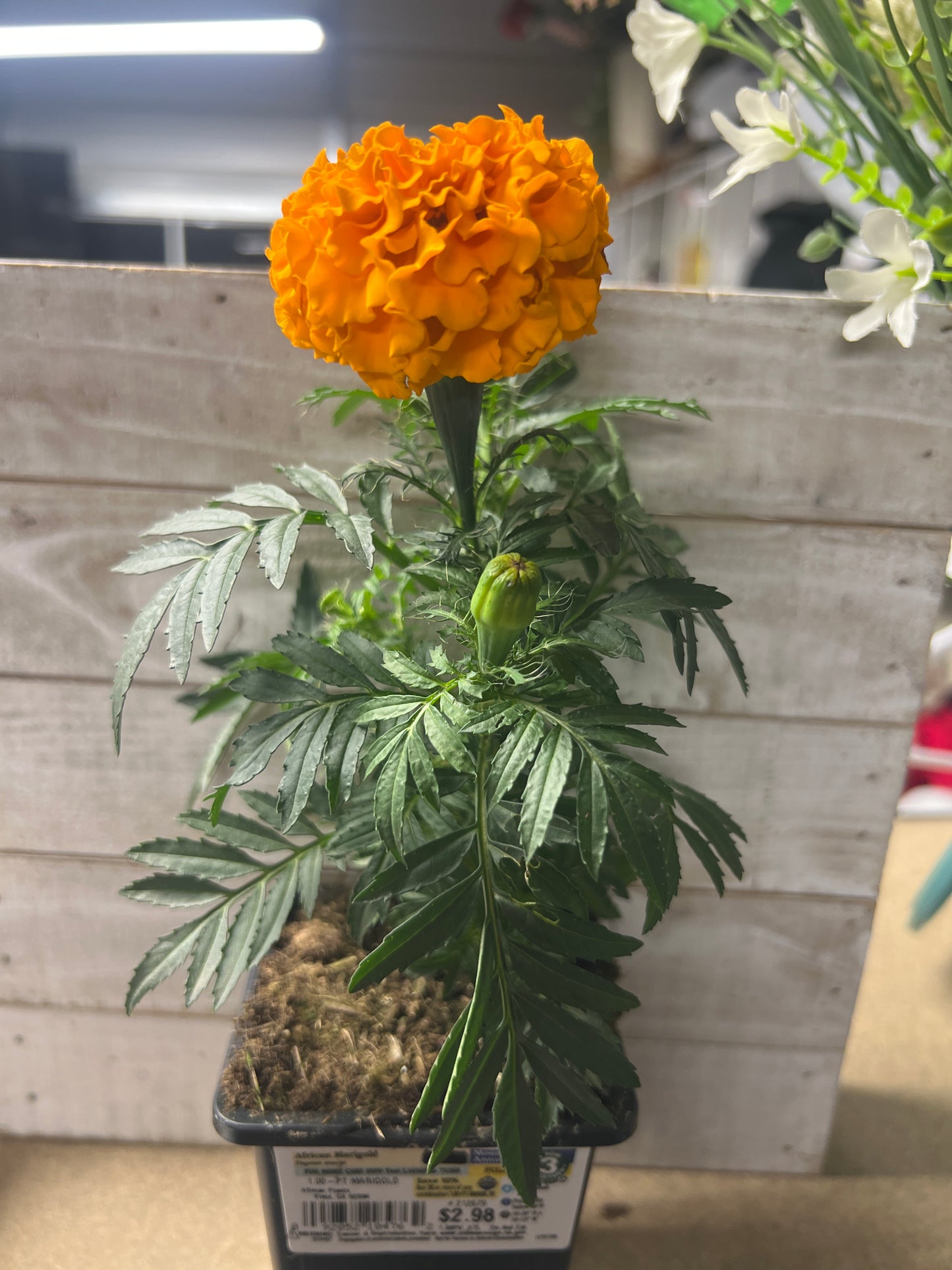 African Marigold Mounding Annual