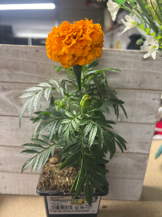 African Marigold Mounding Annual