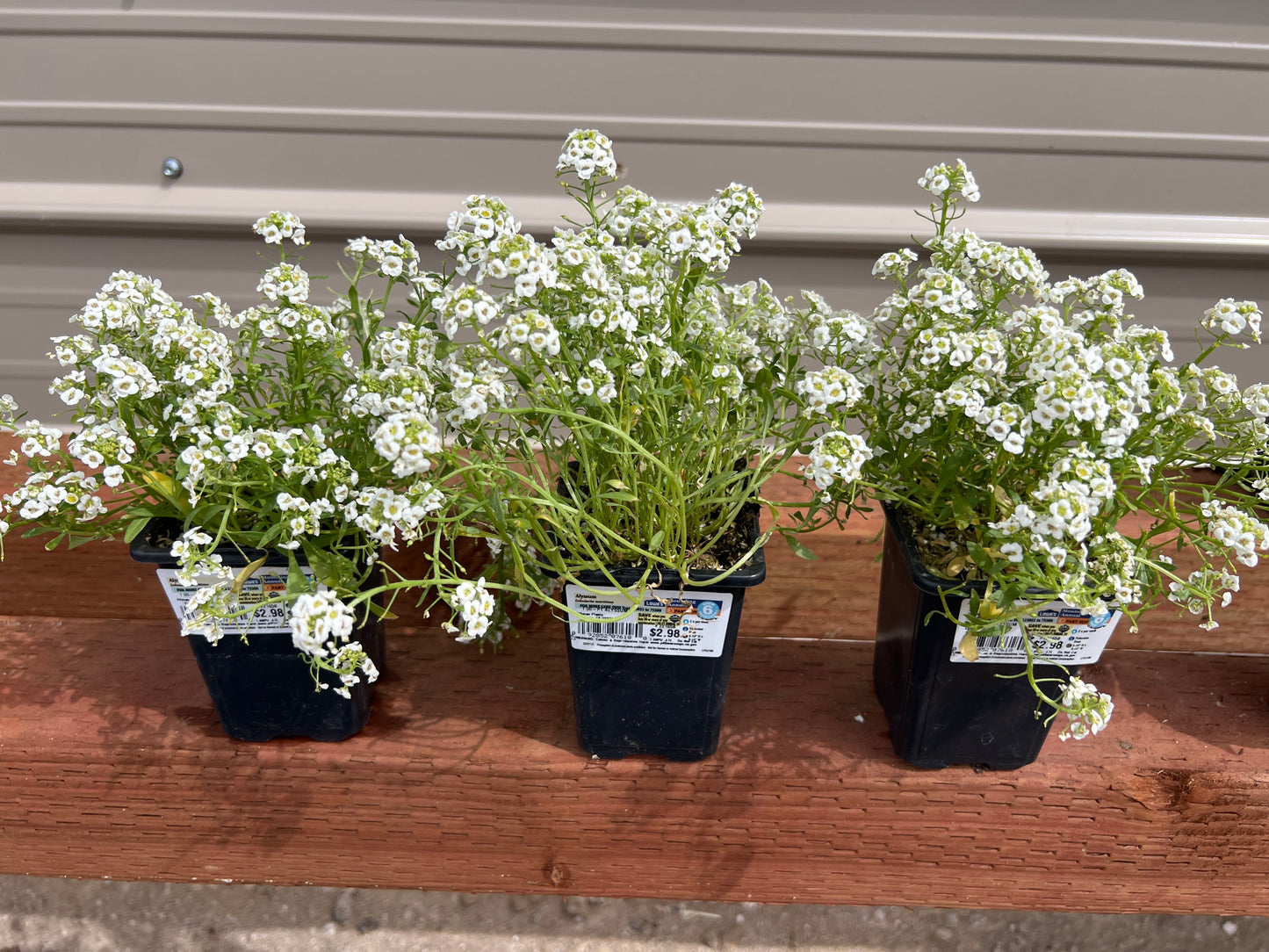 Alyssum