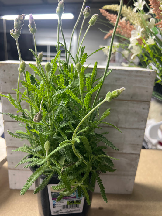 French Lavender Upright Perennial
