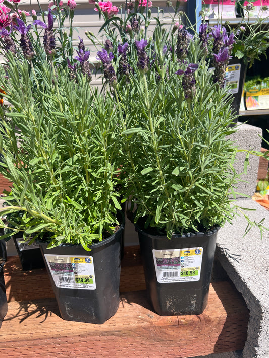 Lavender