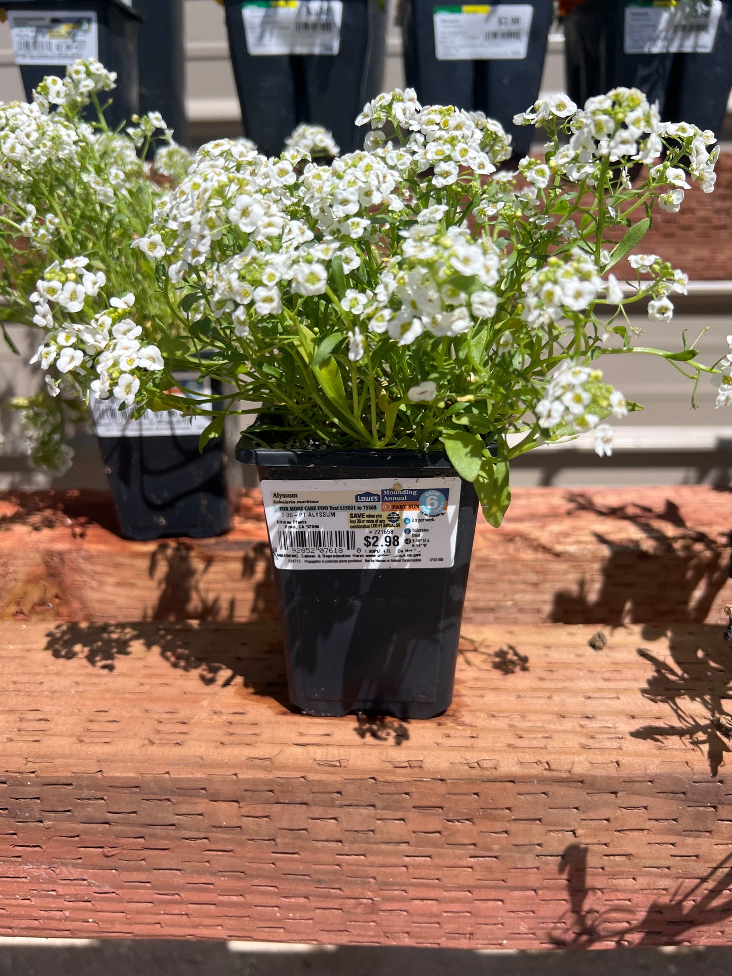 Alyssum