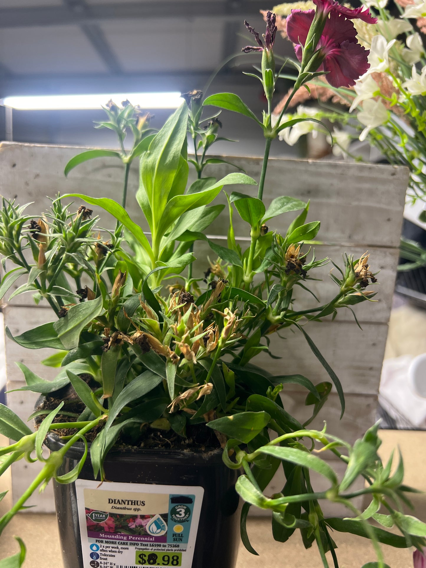 Dianthus Mounding Perennial 1.5 pint