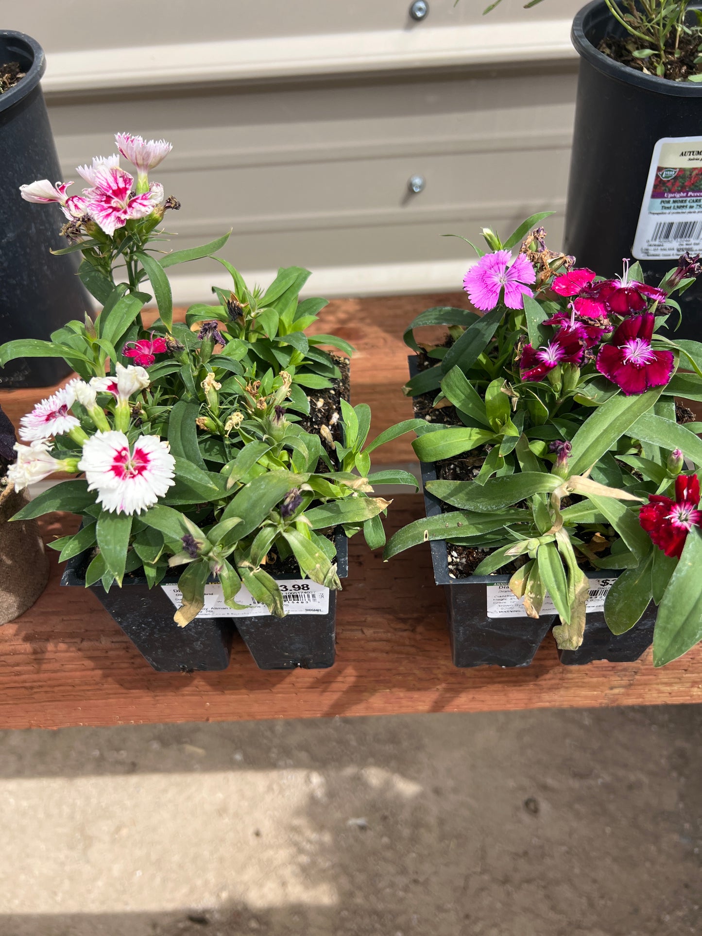 Dianthus hybrid- 6 pack