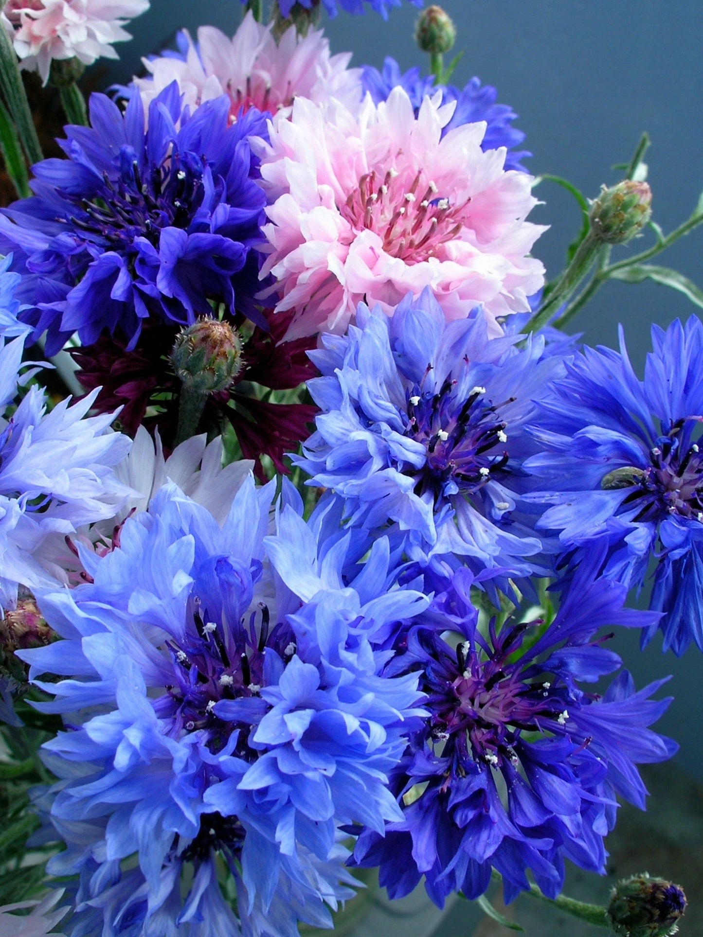 Bachelor's Button Flower Seed Packets
