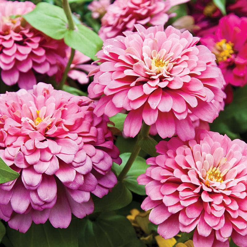 Zinnia, Lilliput Seed Packets