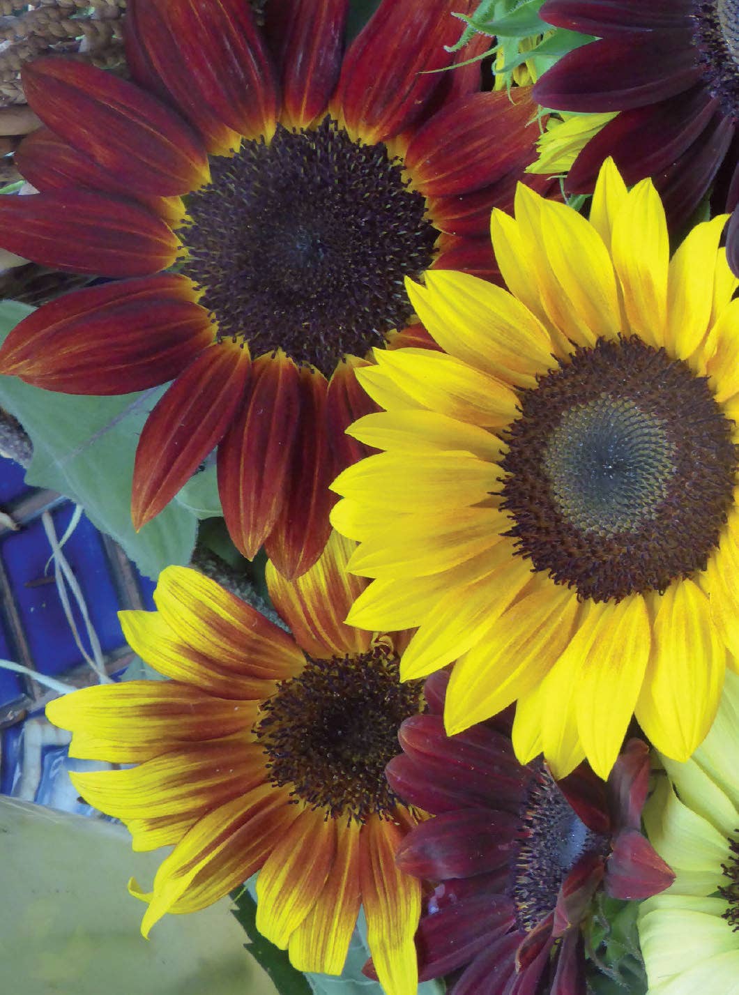Sunflower, All Sorts Mix Seed Packets