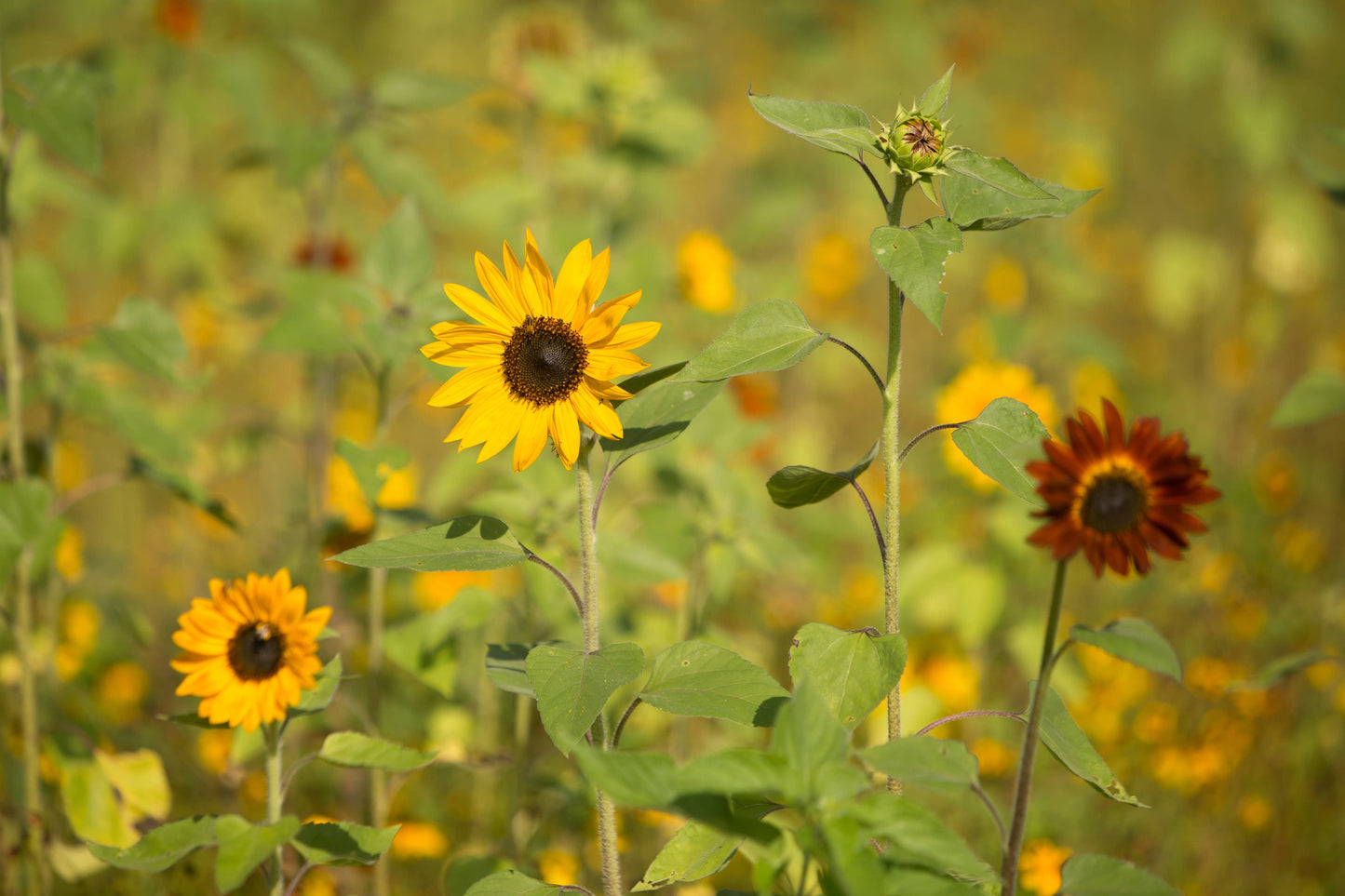 Sunflower, All Sorts Mix Seed Packets