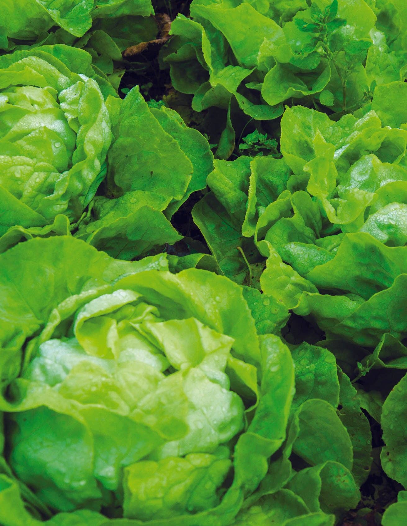 Lettuce, Buttercrunch Seed Packets